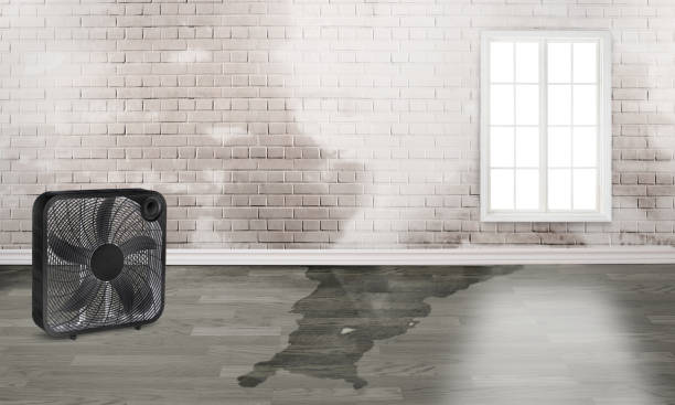 Best Basement water damage restoration  in Sunset, UT